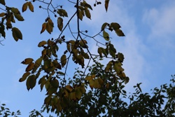 Ориби Каммпирр - Древо...