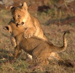 Обложка произведения Взросление