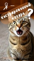 Обложка произведения Я — кастрированный котяра?