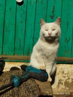 Обложка произведения Перламутровая сказка часть 8