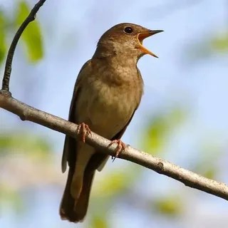 Обложка произведения Басни в стихах современного поэта Александра Посохова
