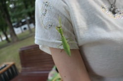 Ориби Каммпирр -...