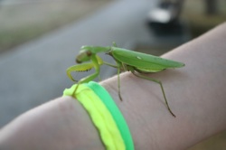 Ориби Каммпирр -...