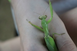 Ориби Каммпирр -...