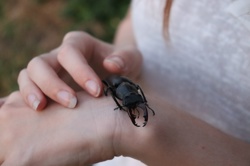 Ориби Каммпирр -...