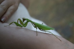 Ориби Каммпирр -...