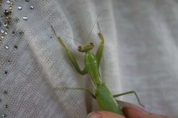 Ориби Каммпирр -...