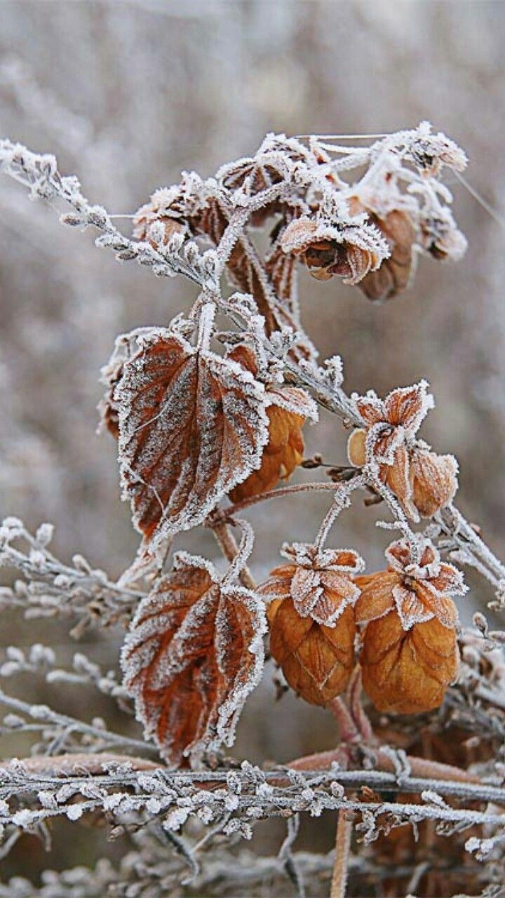 Обложка произведения Обманчивые сны в тумане ноября