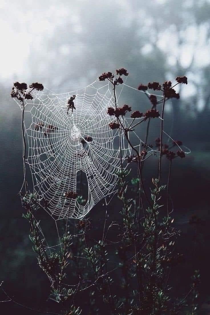 Обложка произведения Песня Яги