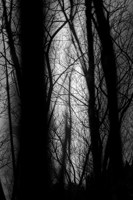 Обложка произведения Мрак стылого ноября