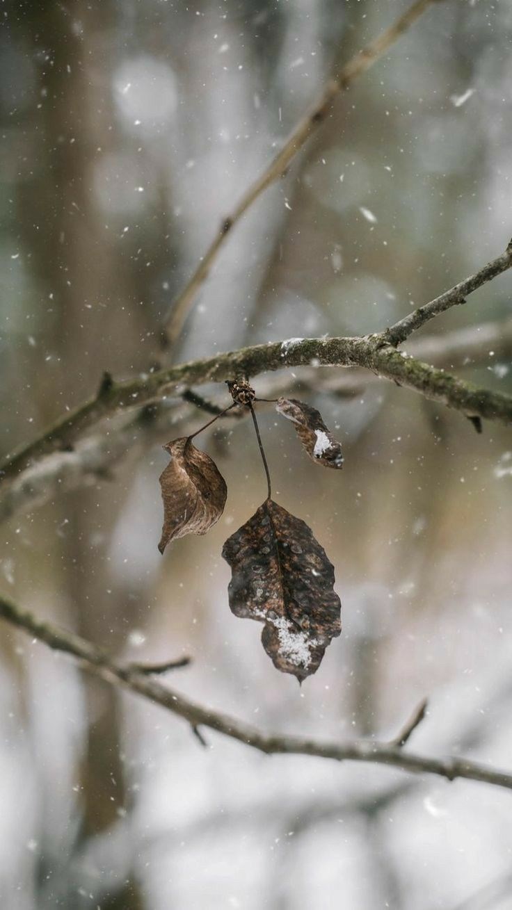 Обложка произведения Первый снег