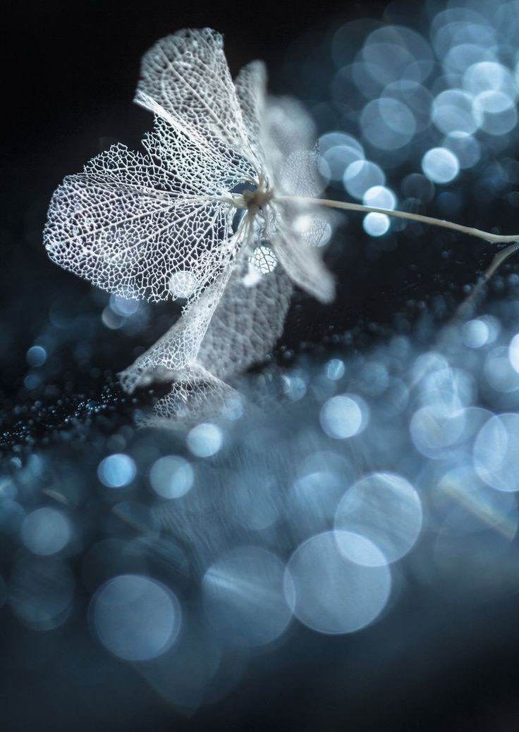 Обложка произведения Я странник в череде созвездий