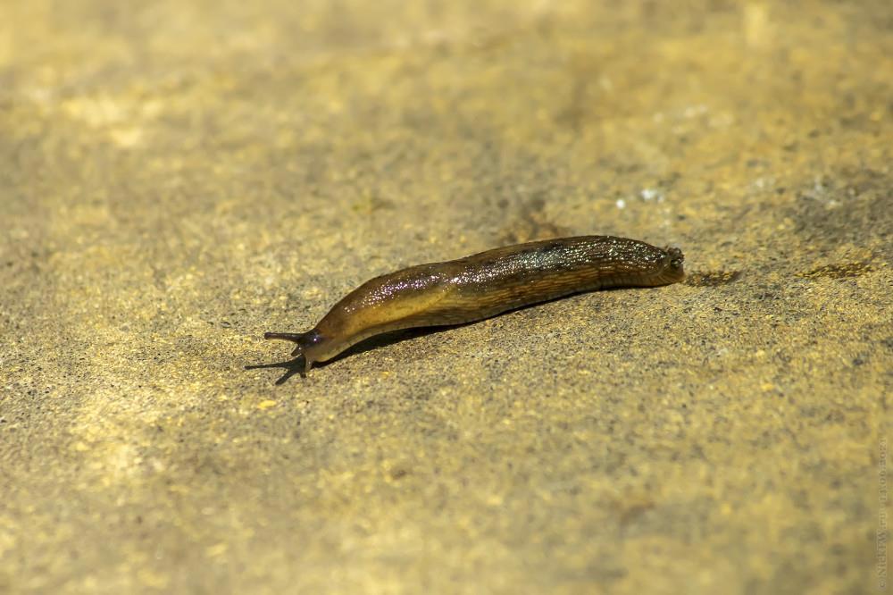 Слизень © NickFW.ru — 14.06.2021г.