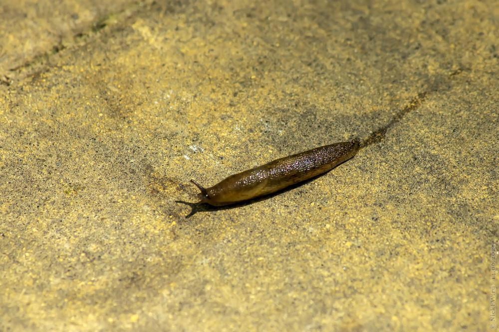 Слизень © NickFW.ru — 14.06.2021г.