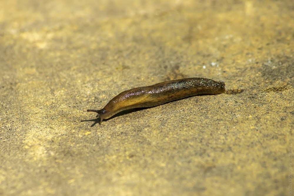 Обложка произведения Вперёд по бетонной пустыне...