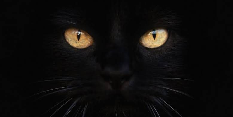 Обложка произведения Гребанные бушмены!