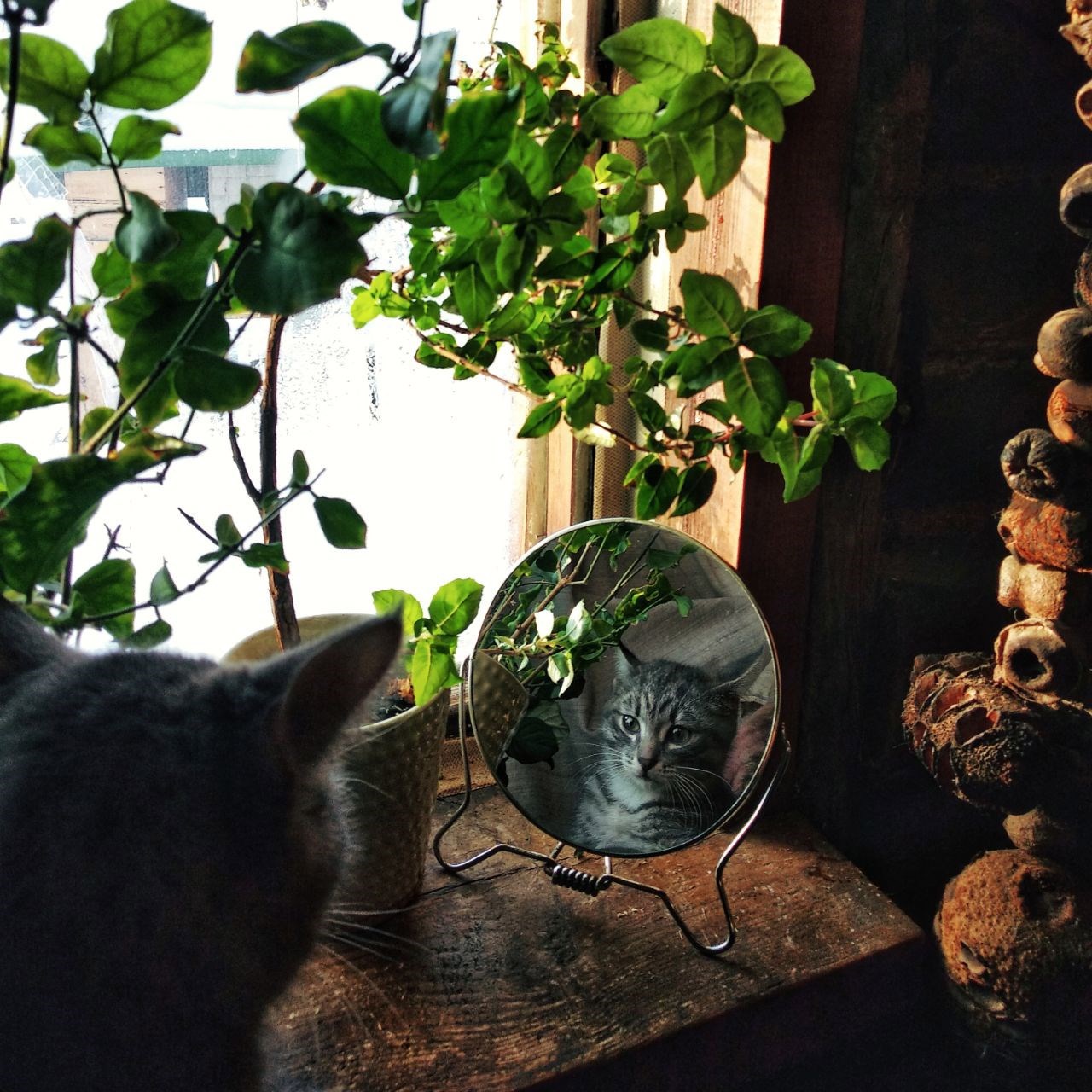 Обложка произведения Зеркало