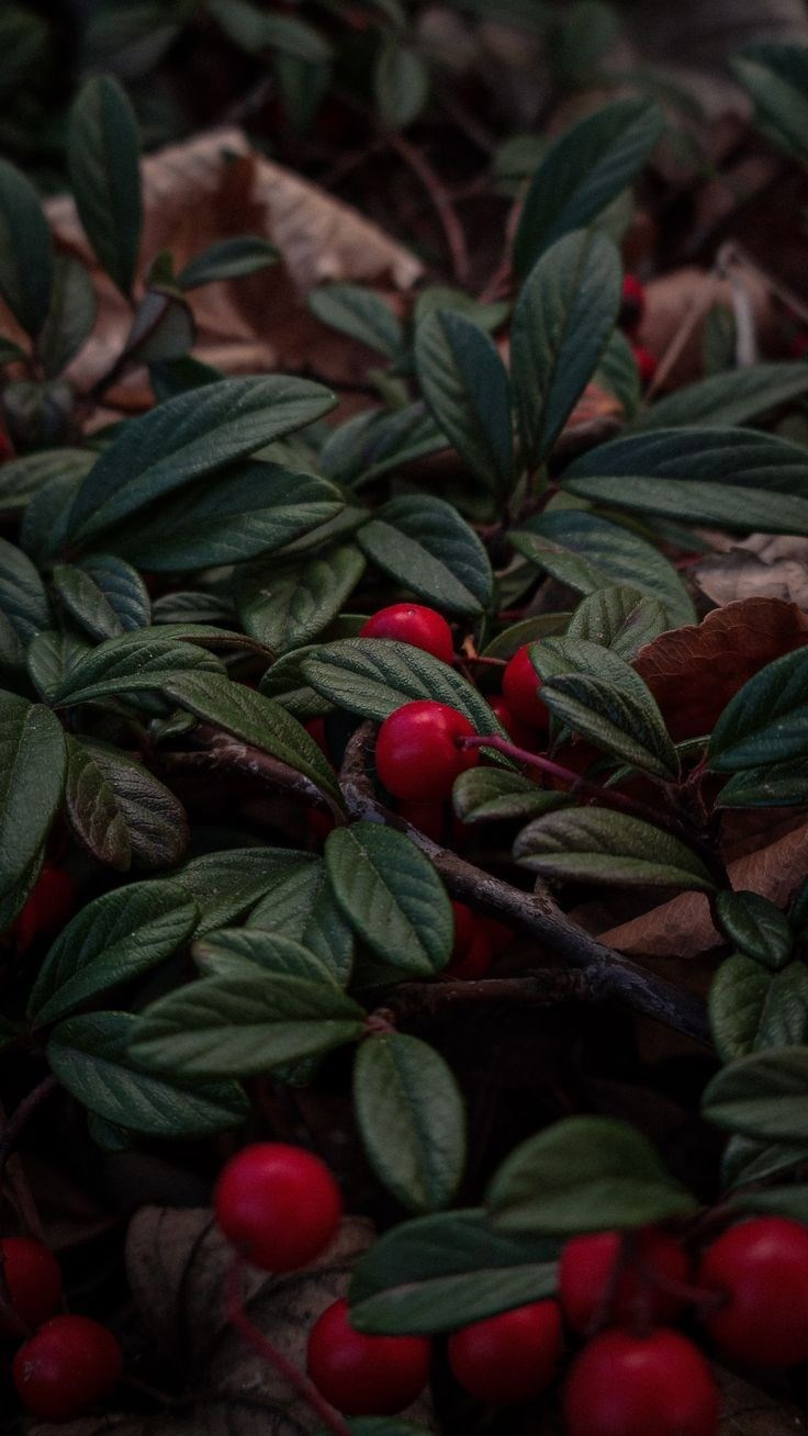 Обложка произведения Любовь фейри и другие стихи из рассказов