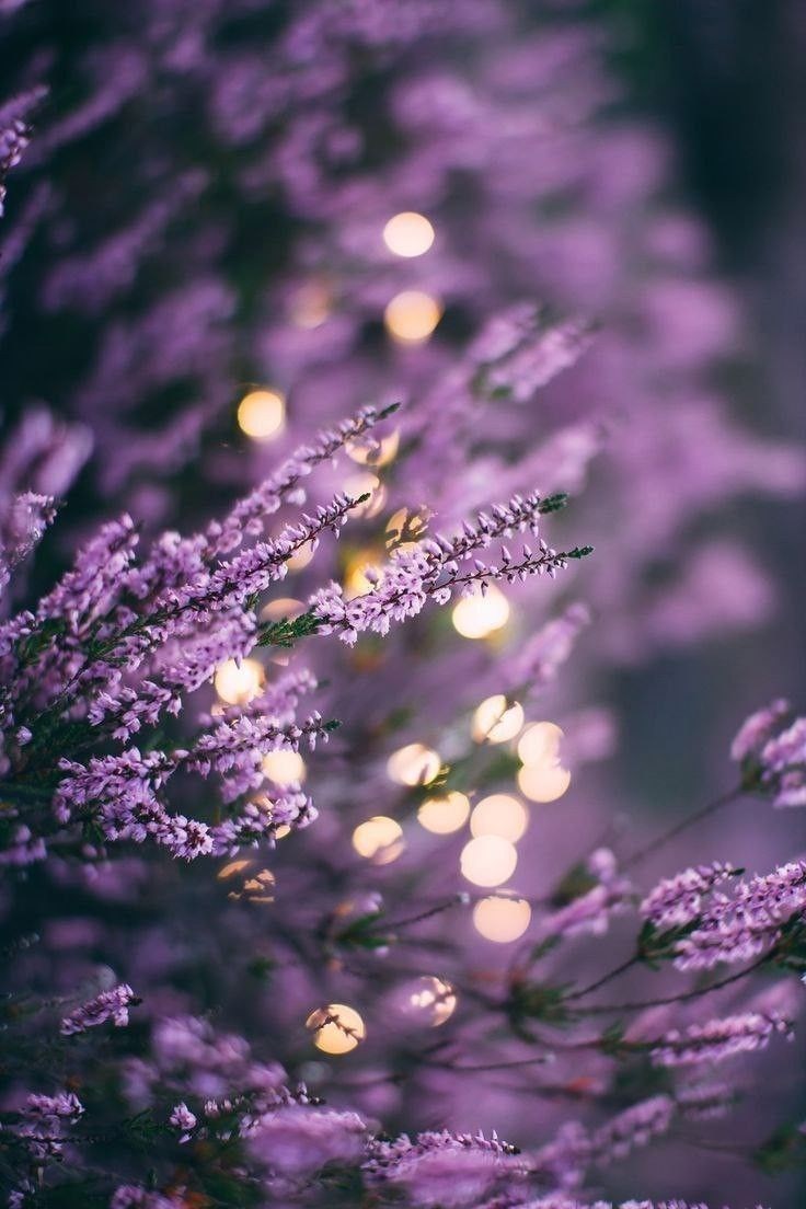 Обложка произведения Мерцают загадкой старинные серьги