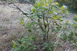 Ориби Каммпирр - Их...