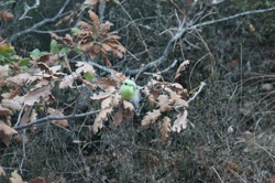 Ориби Каммпирр - Их...