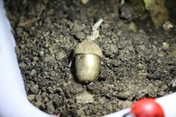 Ориби Каммпирр - Их...