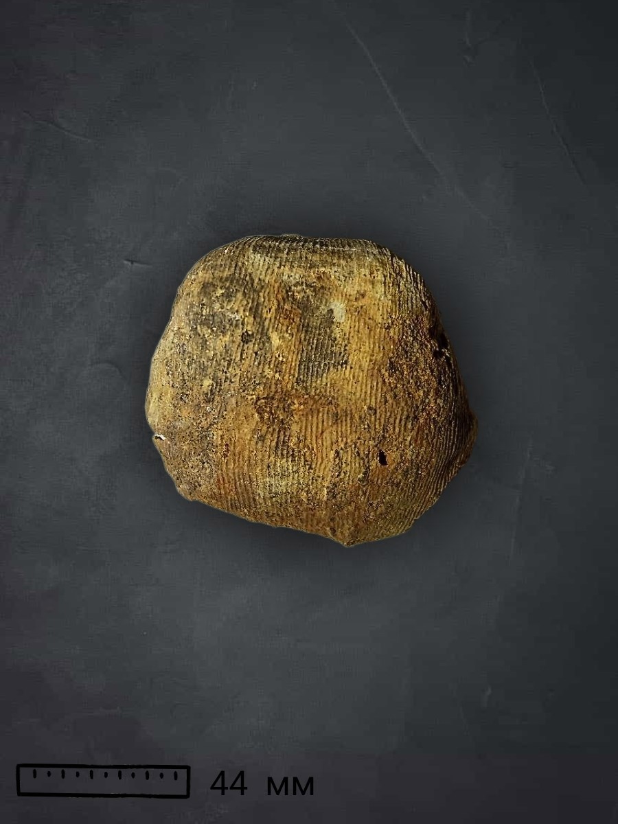 Обложка произведения Жизнь и необычайные приключения брахиоподы