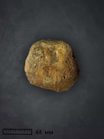 Обложка произведения Жизнь и необычайные приключения брахиоподы