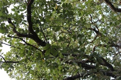 Ориби Каммпирр - Их...