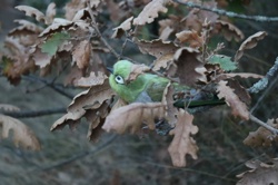 Ориби Каммпирр - Их...