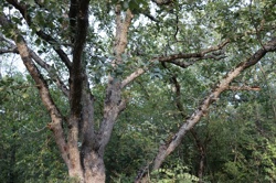 Ориби Каммпирр - Их...