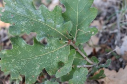 Ориби Каммпирр - Их...