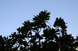 Ориби Каммпирр - Их...