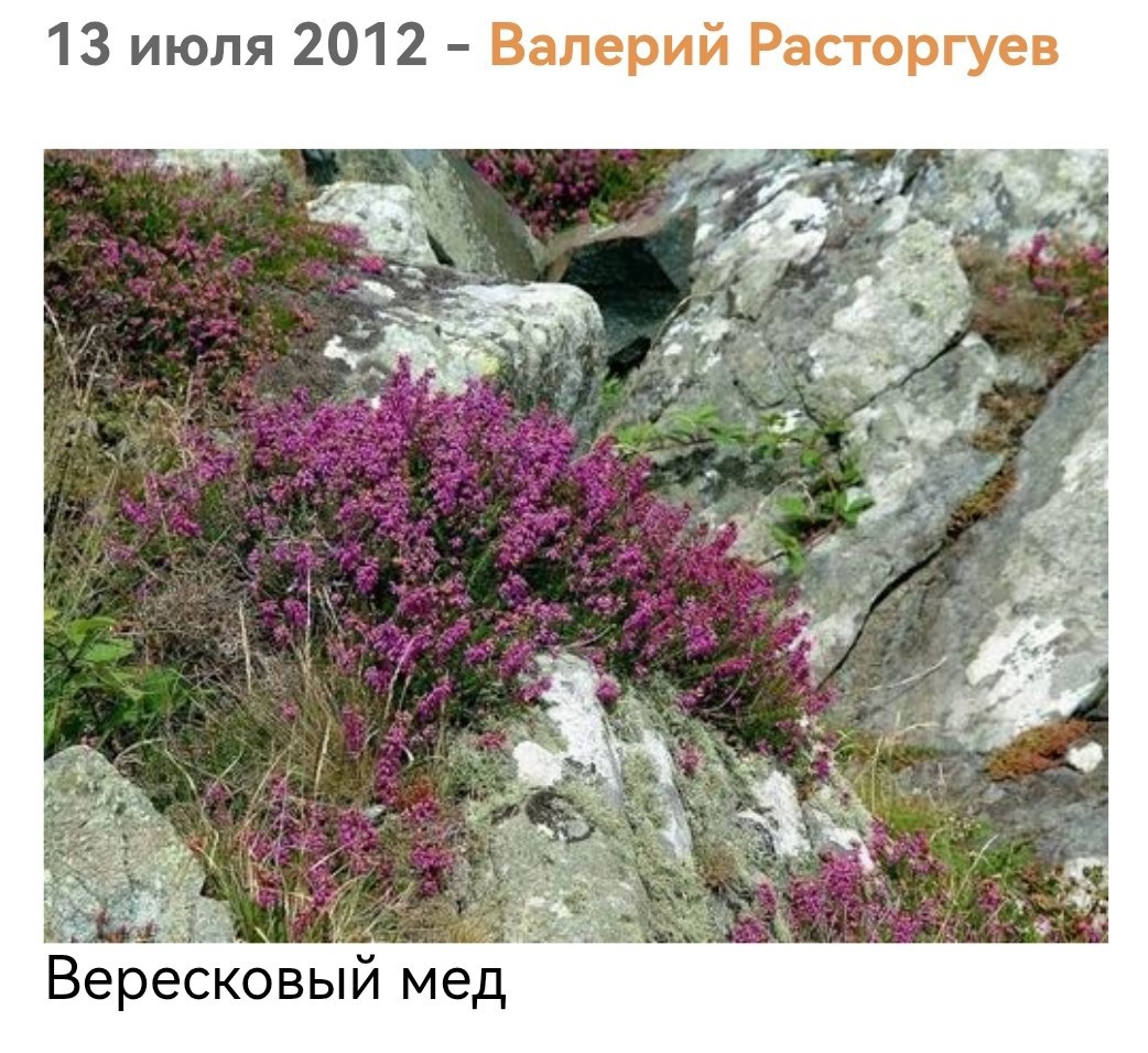 Обложка произведения Вересковый мед.