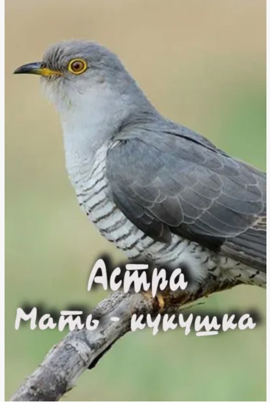 Обложка произведения Мать - кукушка