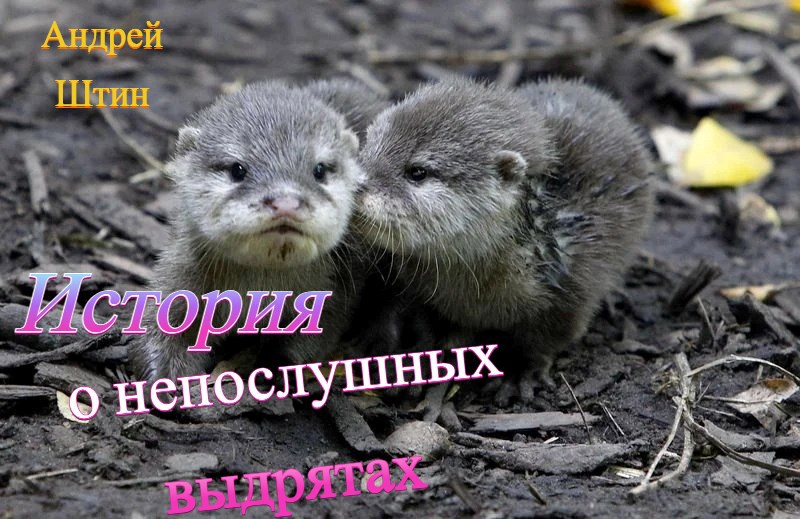 Обложка книги «История о непослушных выдрятах»