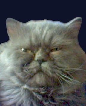 Обложка произведения Горрилы тайги (В работе)