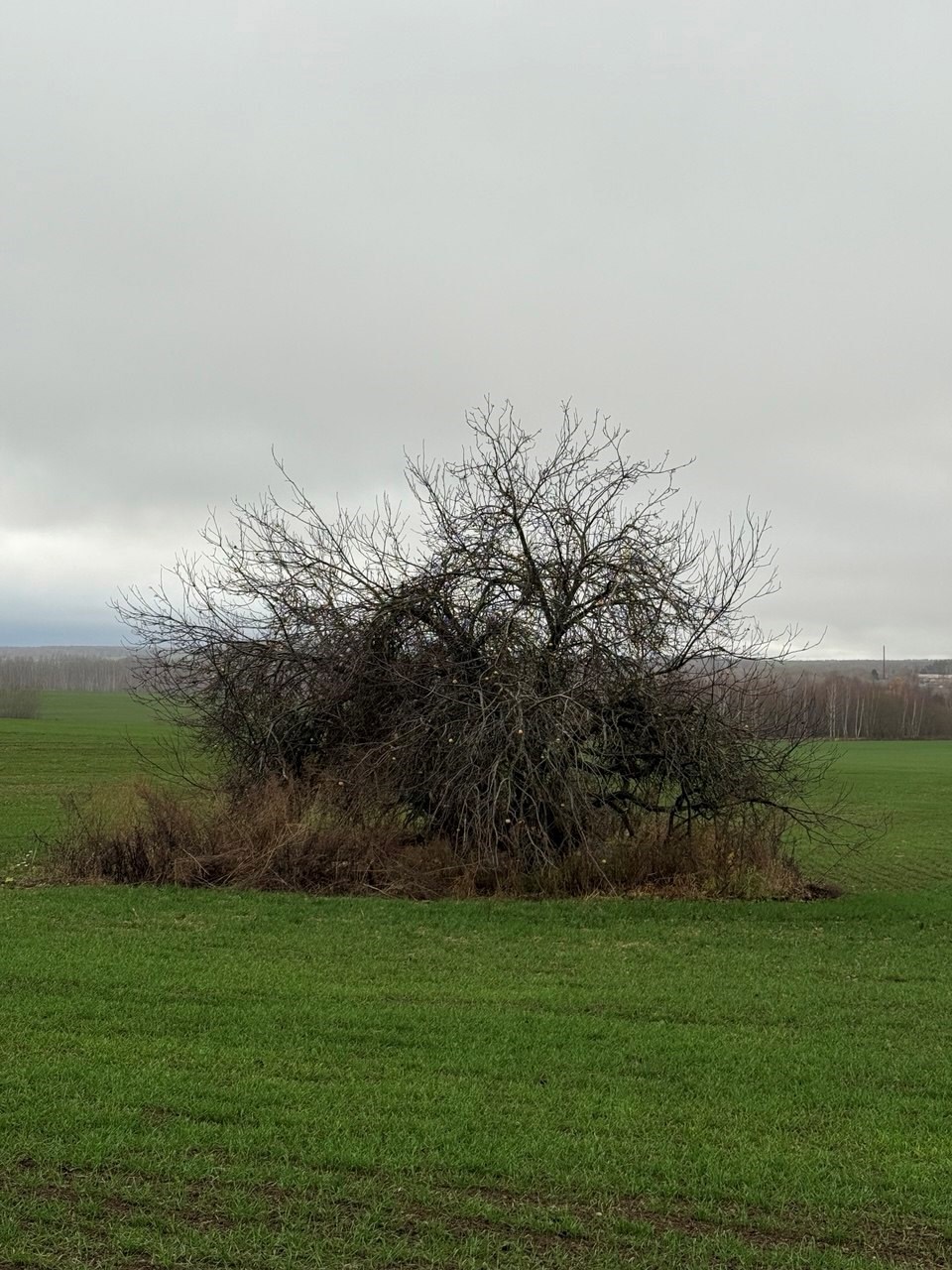 Обложка произведения Воспоминание.