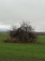 Обложка произведения Воспоминание.