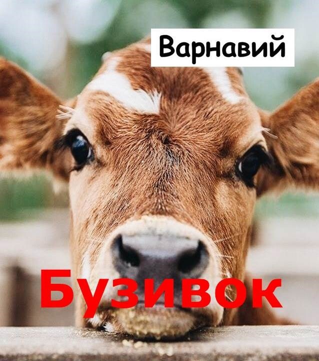 Обложка произведения Бузивок