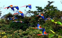 Стая попугаев ара