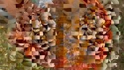 Орехи рамон, они же...