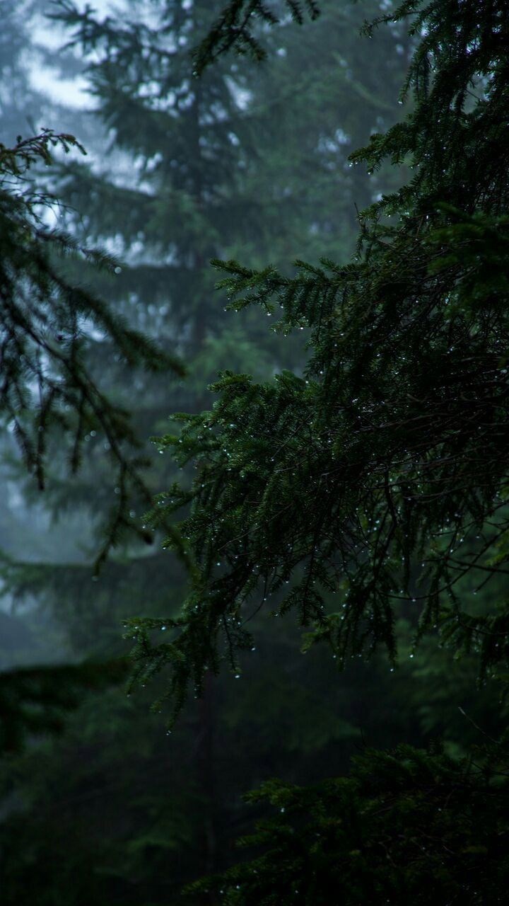 Обложка произведения Тоска