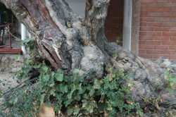 Ориби Каммпирр -...