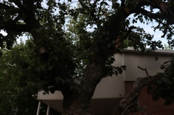 Ориби Каммпирр -...