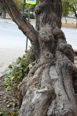 Ориби Каммпирр -...