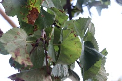 Ориби Каммпирр -...