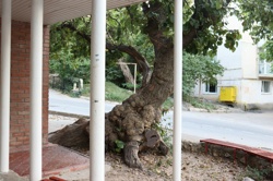 Ориби Каммпирр -...