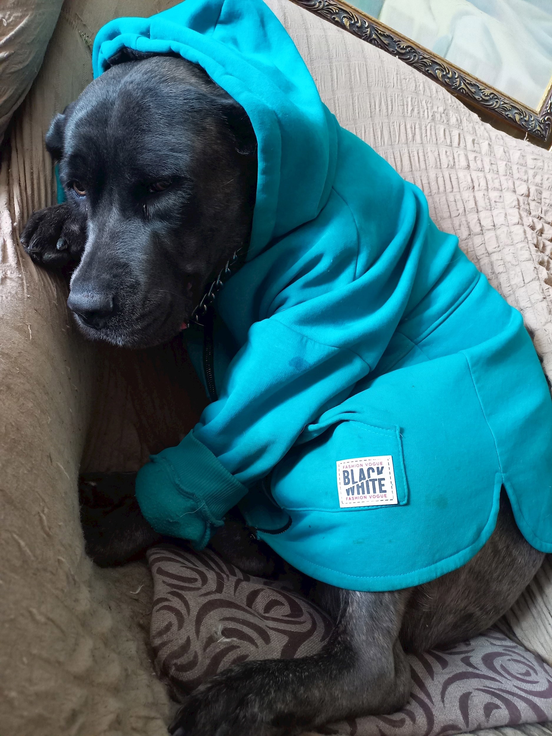 Обложка произведения Ода Собаки