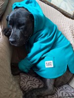 Обложка произведения Ода Собаки